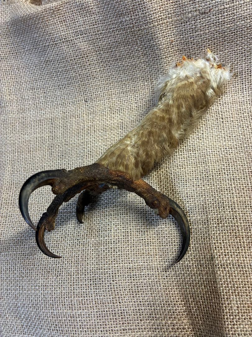 クマタカ　爪　熊鷹　剥製　イーグルクロウ　イーグルクロー　インディアンジュエリー