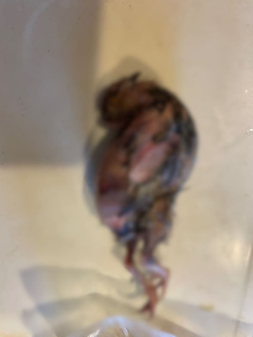 冷凍　親うずら　未処理100羽入　 数量限定