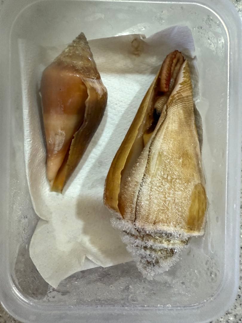 鬼*管様 貝　まとめ売り