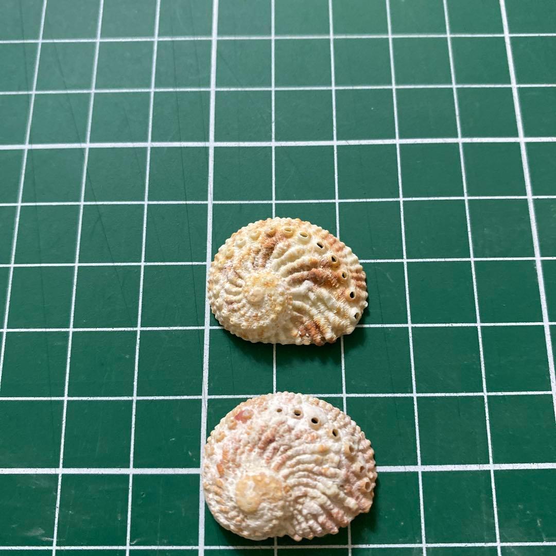 アザミアワビ　貝殻　希少　5個　タヒチ産