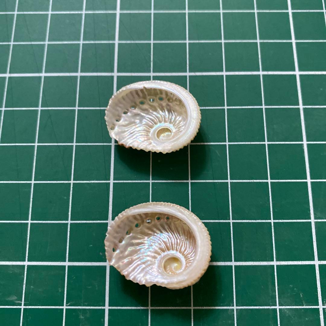 アザミアワビ　貝殻　希少　5個　タヒチ産