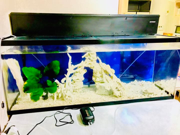 ボーナス軽大水槽Set120×45×45 コトブキ浄化槽 サンゴ 大型魚 アカメ