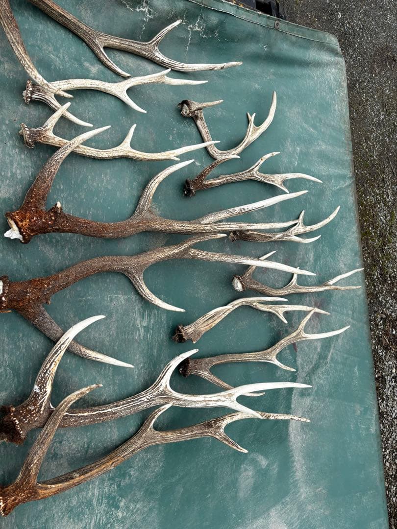 蝦夷鹿　鹿の角 複数セット 自然乾燥済み