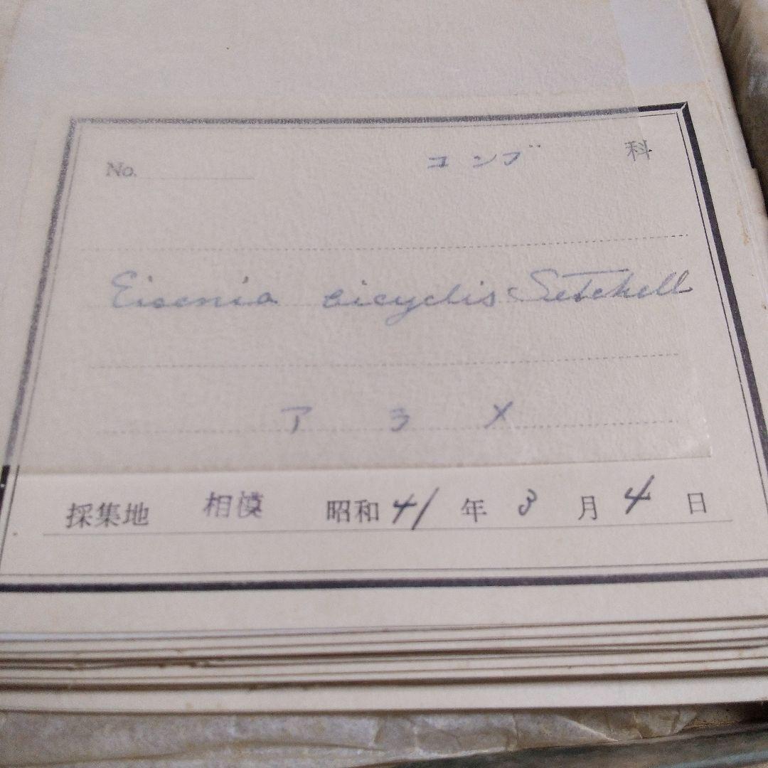 珍品　薬用植物標本 　海藻植物標本　コレクション　アンティーク