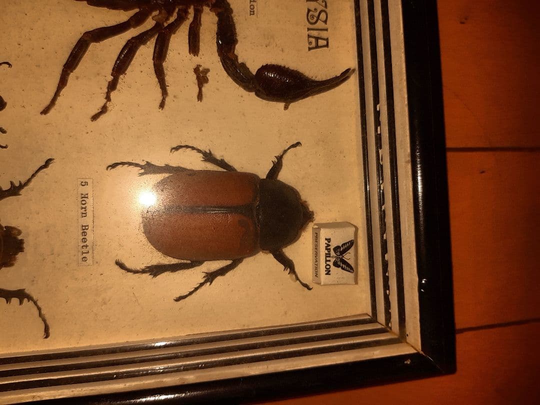 虫標本　ヘラクレスカブトムシ　スコーピオン　etc