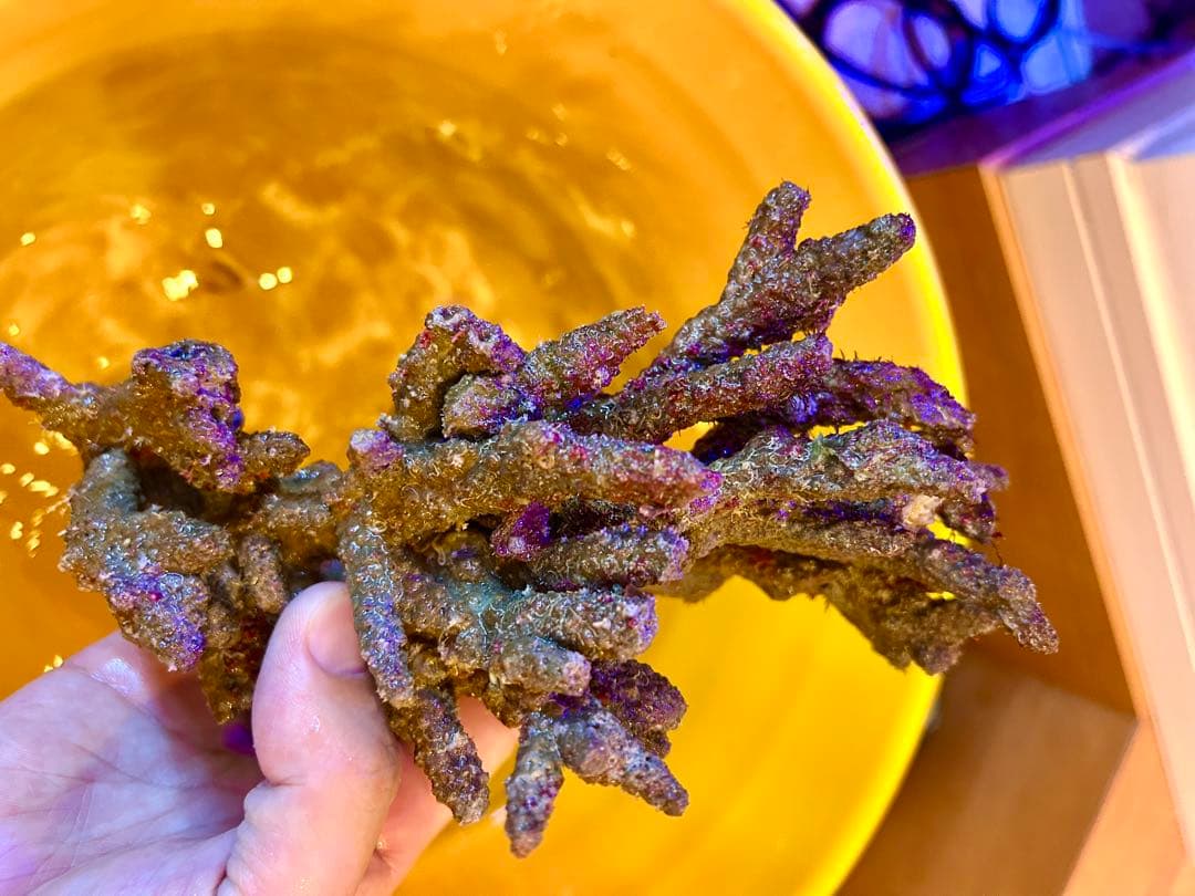 ライブロック Sグレード　枝状　3.0kg