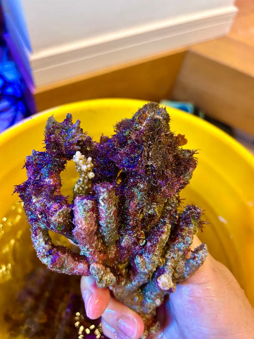 ライブロック Sグレード　枝状　3.0kg