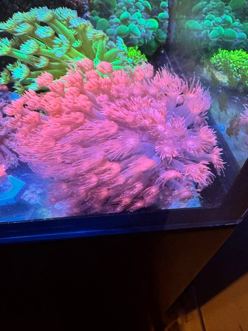 ハナガササンゴレッド