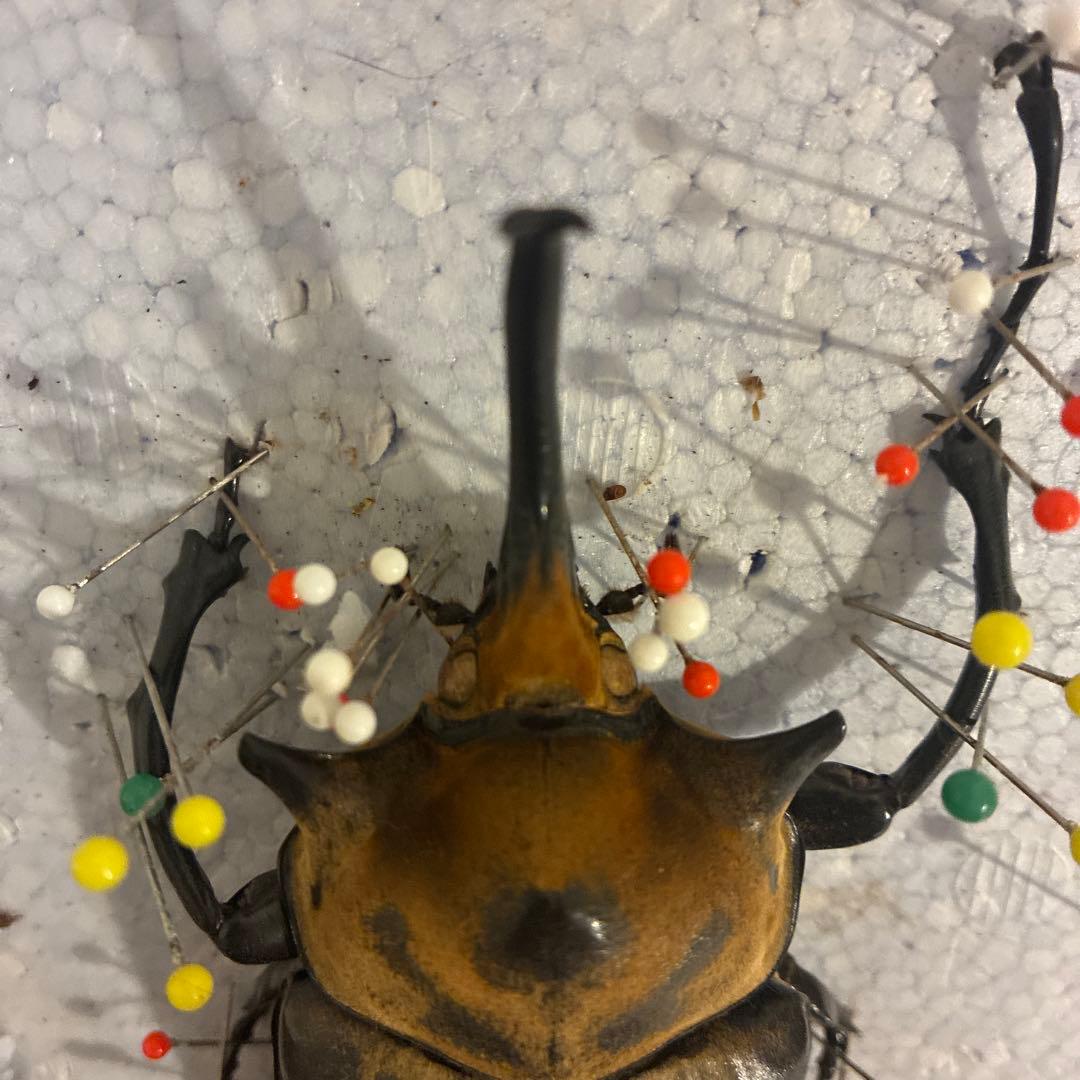 カブトムシ 固定標本 約10cm 茶色