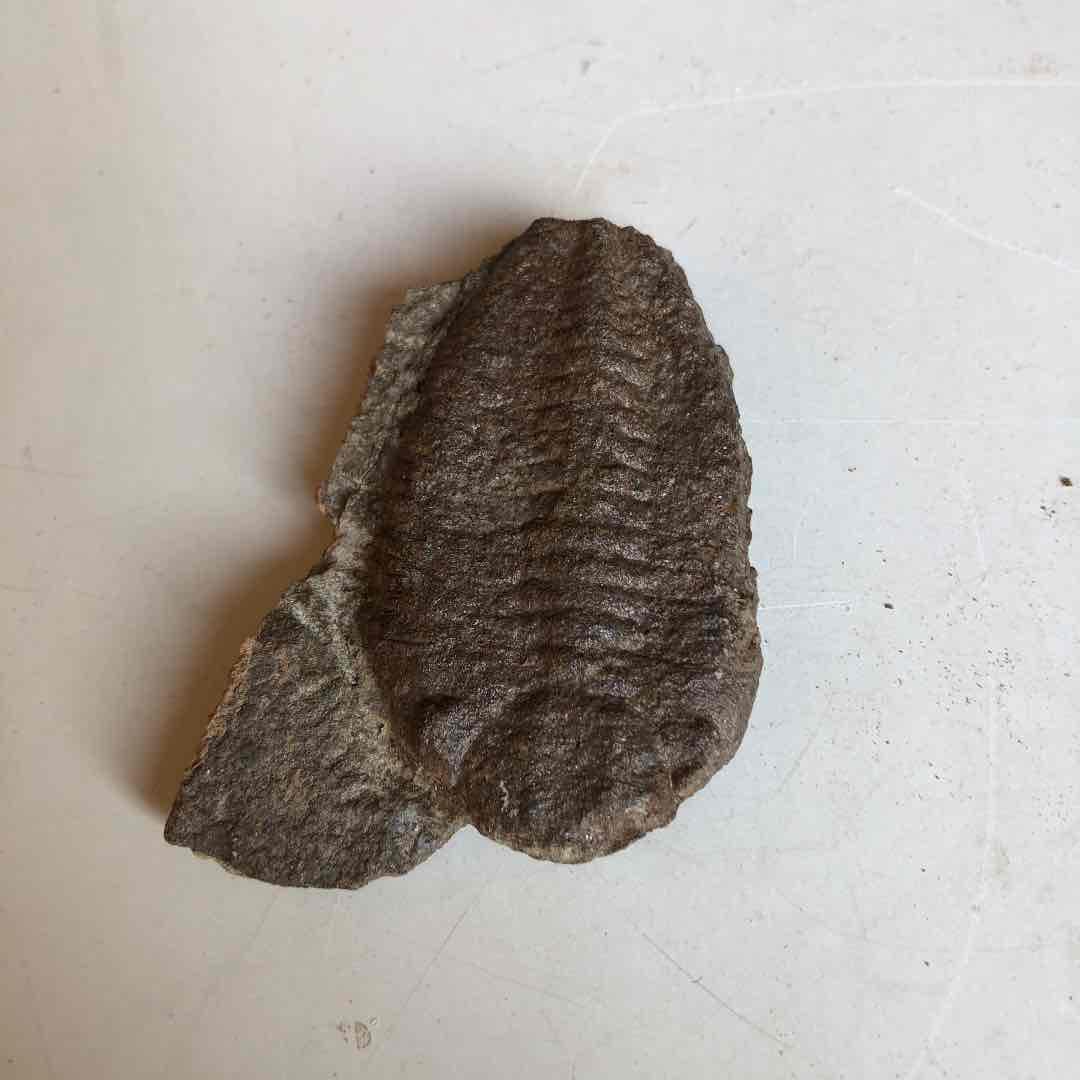 三葉虫化石　モロッコ産　現在輸出禁止になりました