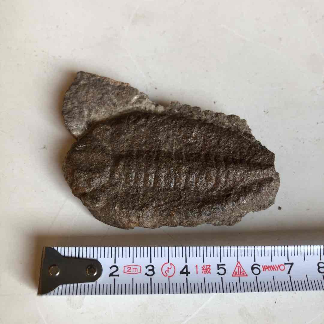 三葉虫化石　モロッコ産　現在輸出禁止になりました