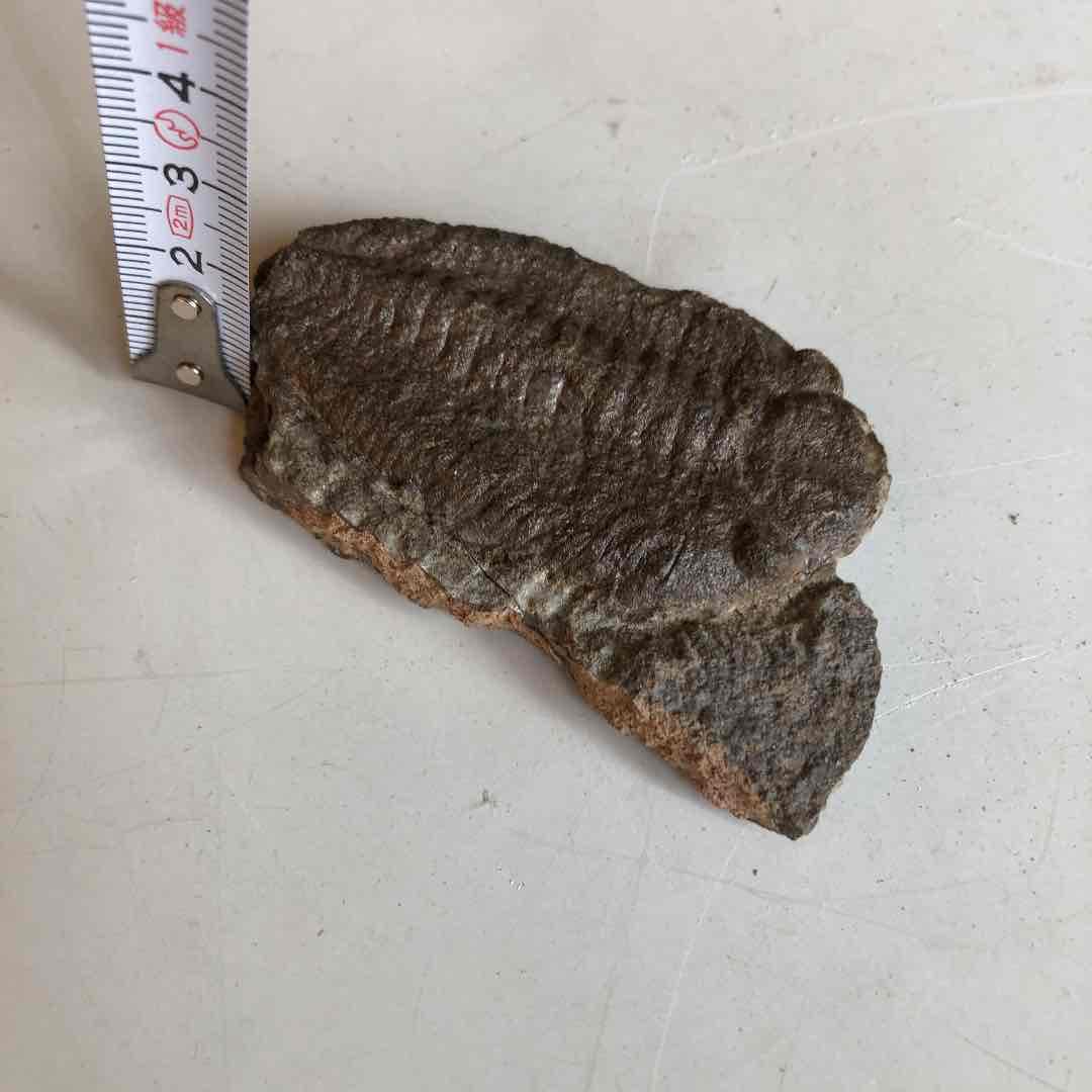 三葉虫化石　モロッコ産　現在輸出禁止になりました