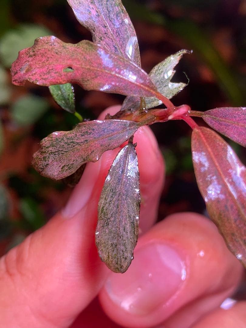 ブセファランドラｓｐ. ピンクバリエガータ斑入り