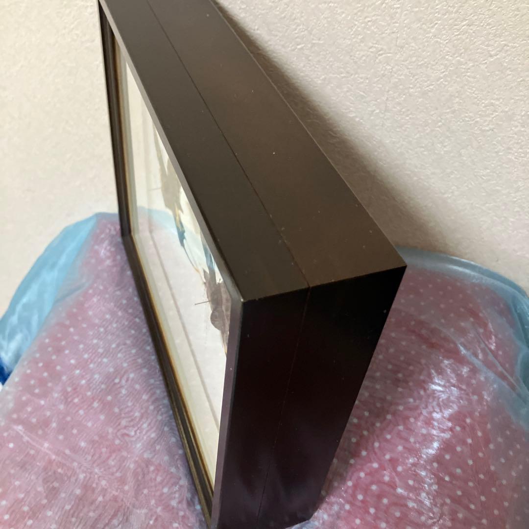 テングアゲハ　ペア（ベトナム）