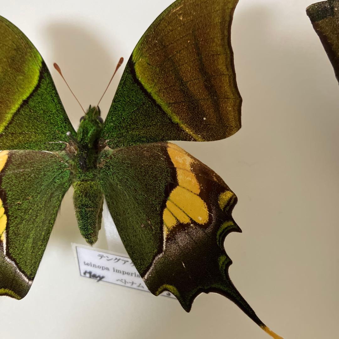 テングアゲハ　ペア（ベトナム）