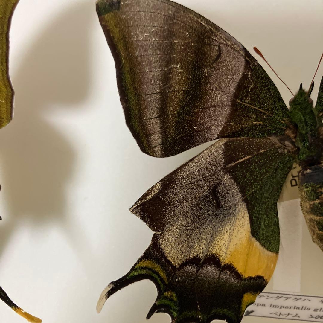 テングアゲハ　ペア（ベトナム）