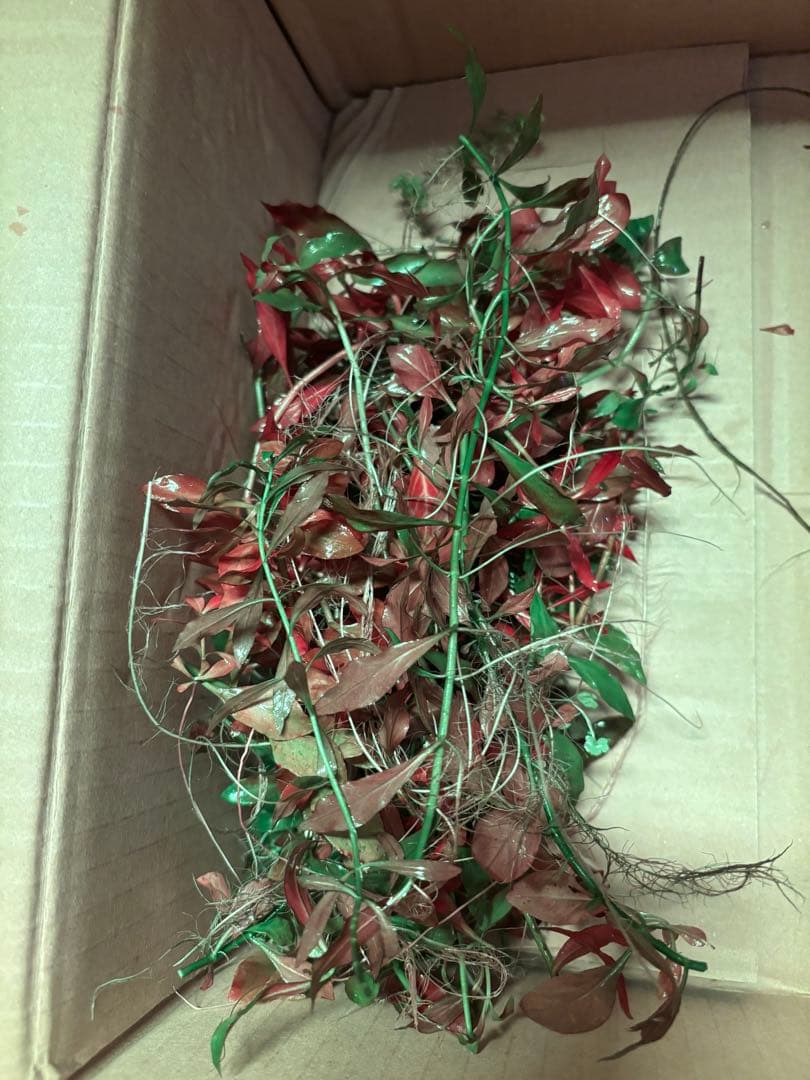 ルドヴィジアレペンス　水中葉30本