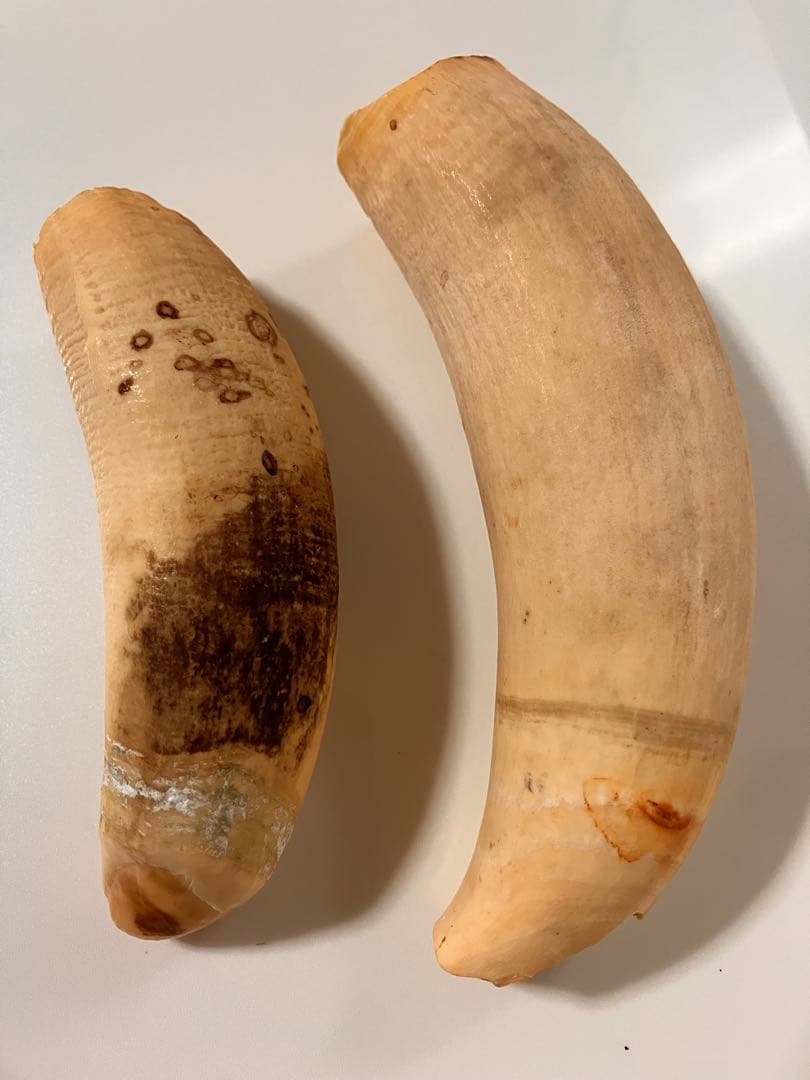 マッコウクジラ　歯　318g