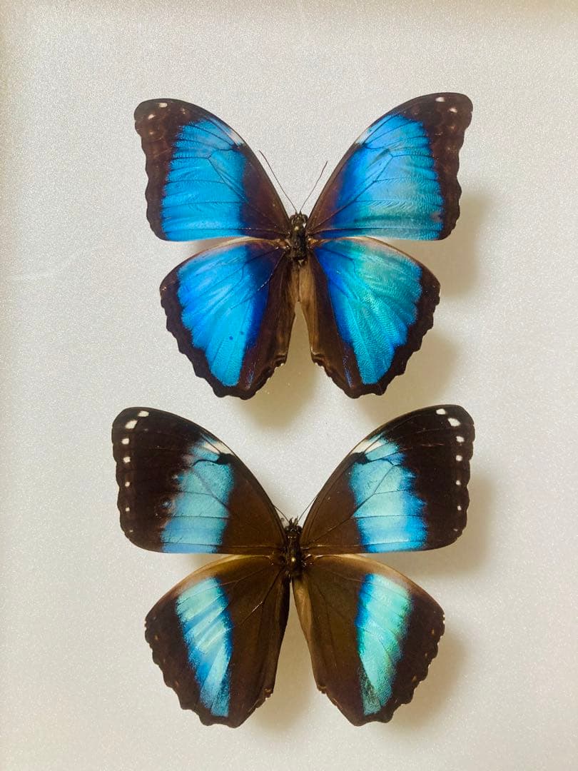 【2頭セット】ダイダミア×アキレスモルフォ（2オス）