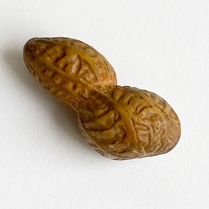 伊勢根付・『落花生』朝熊黄楊・『正昭』在銘・提げ物