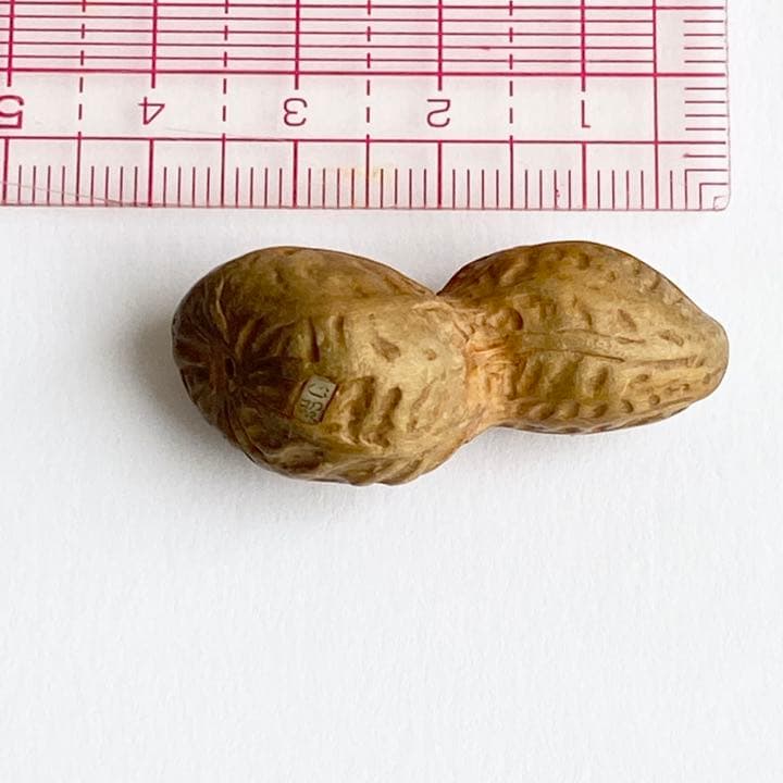 伊勢根付・『落花生』朝熊黄楊・『正昭』在銘・提げ物