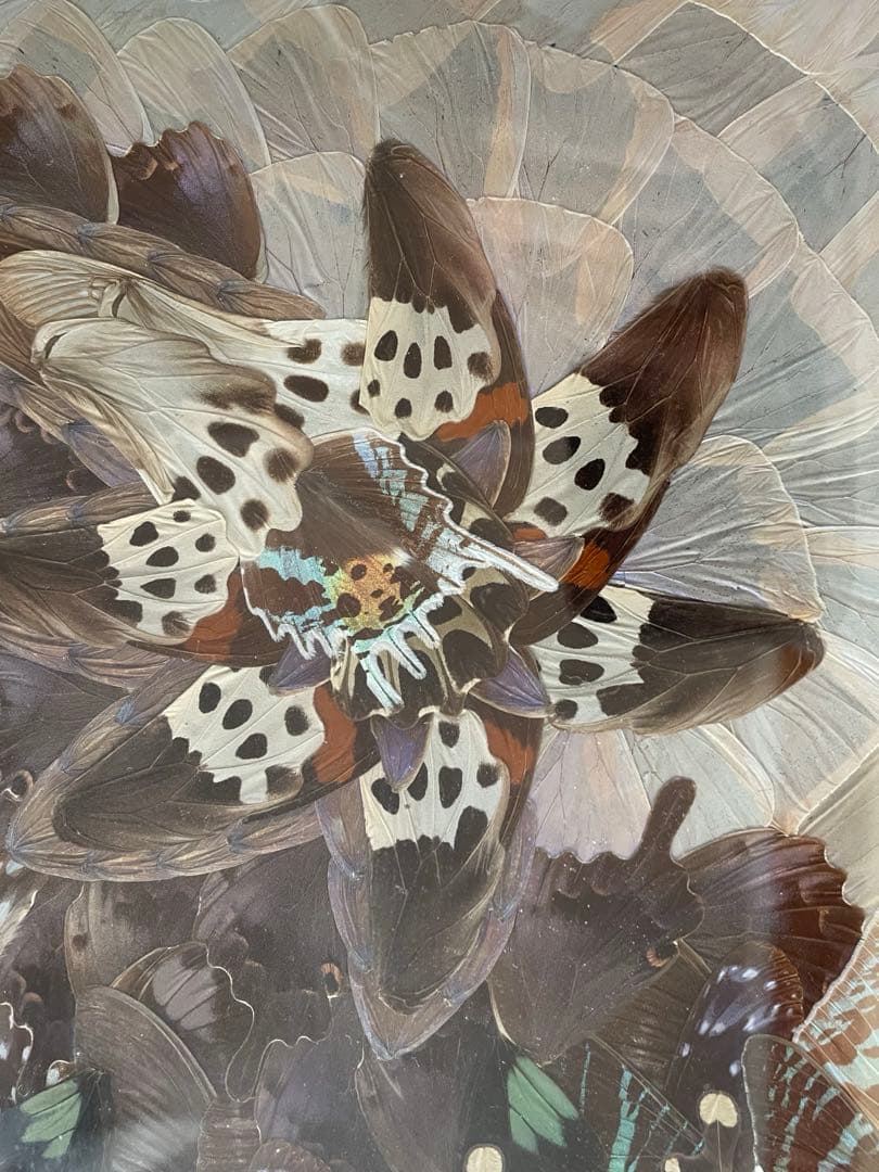 蝶絵画　蝶の羽　羽根細工　バタフライアート