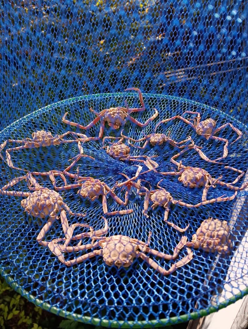 確認用稀少レア武士蟹平家怨霊リアル人面サムライガニ瀬戸内海産立体標本コレクション