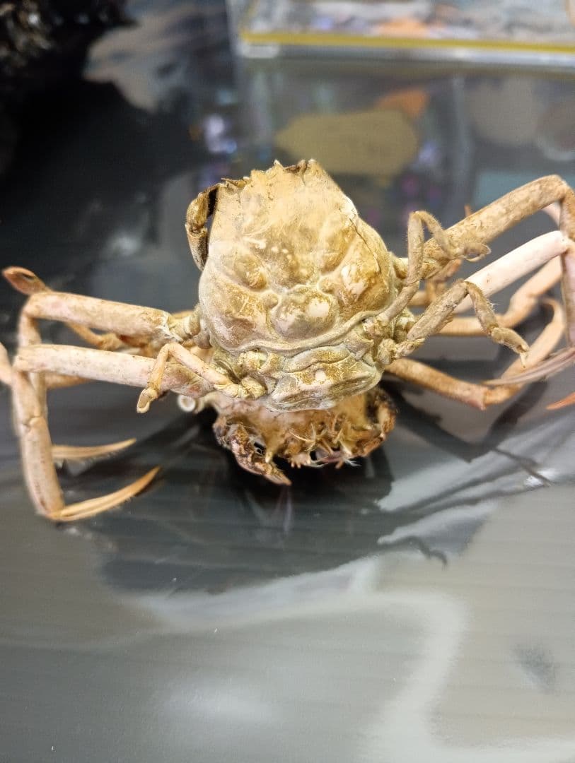 確認用稀少レア武士蟹平家怨霊リアル人面サムライガニ瀬戸内海産立体標本コレクション