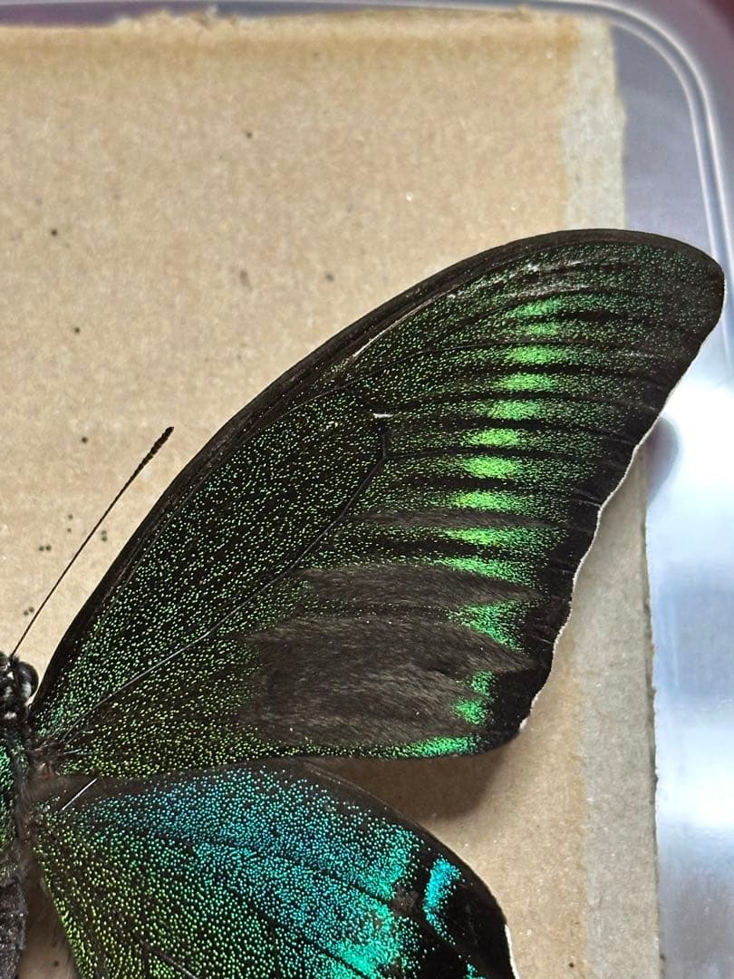 ミヤマカラスアゲハ　標本　採取品