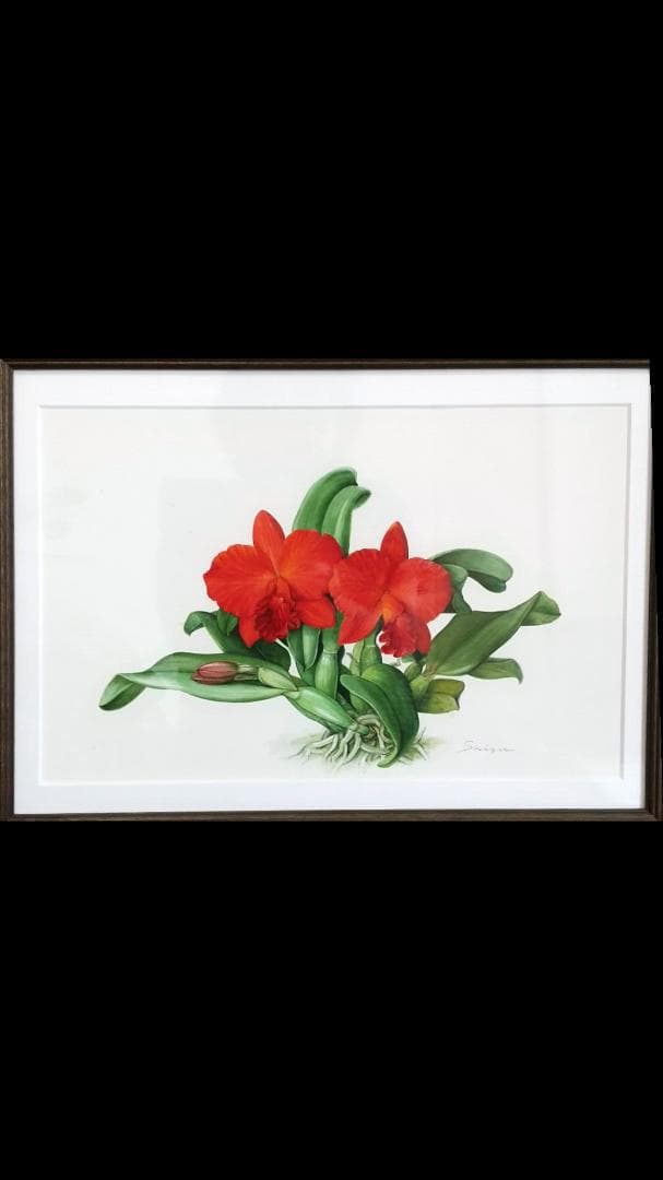 澤田佳歩ボタニカルアート原画