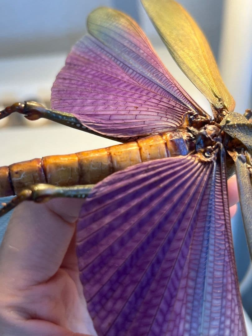 【飛蝗最大級】シタムラサキオオバッタ 昆虫標本 直翅類 カマキリ マンティス