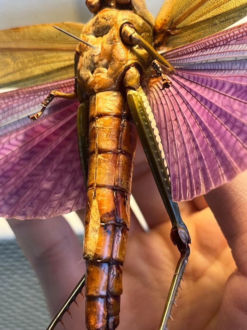 【飛蝗最大級】シタムラサキオオバッタ 昆虫標本 直翅類 カマキリ マンティス