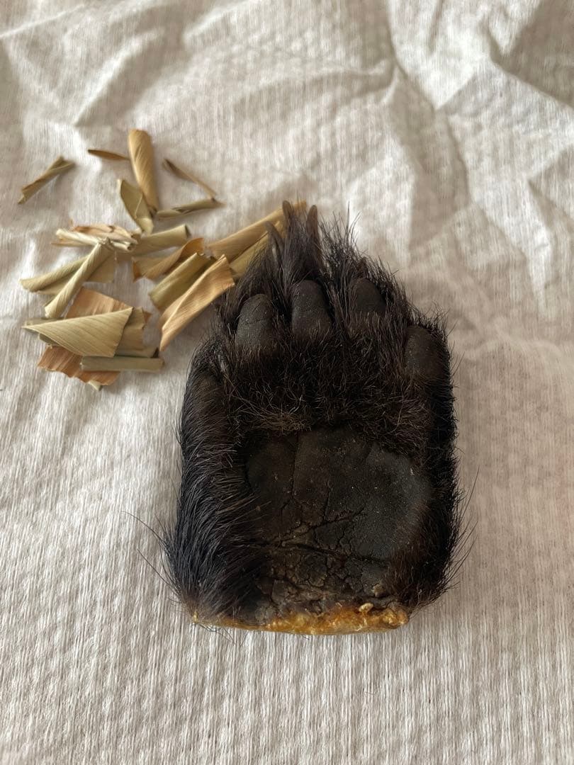 子熊の手/手芸/素材/魔除け/お守り/厄除け/置物/剥製