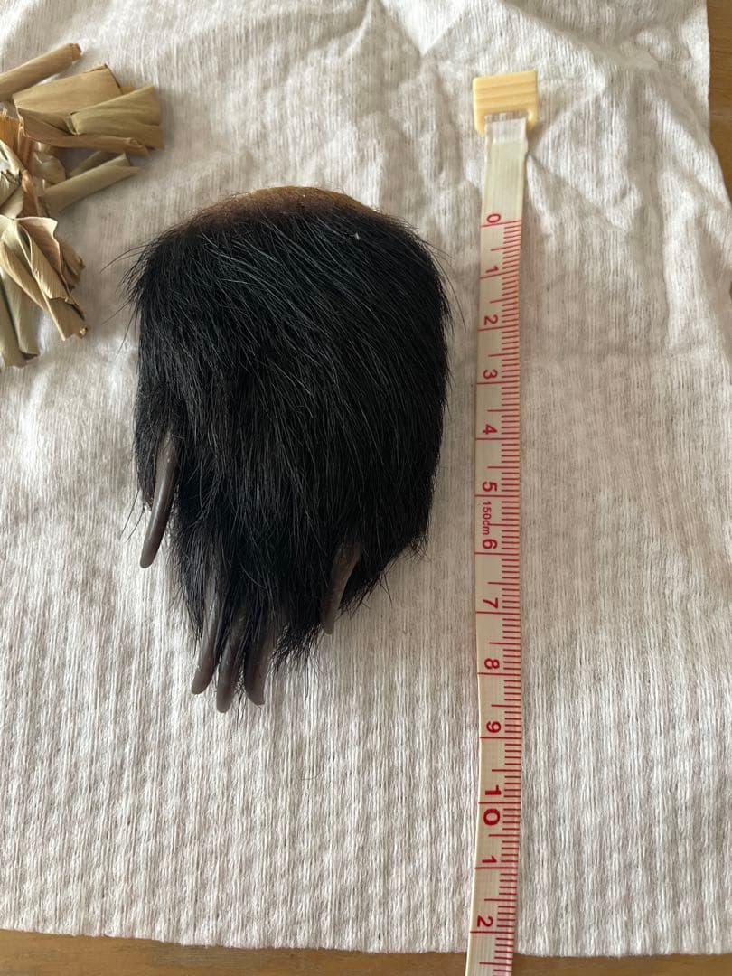 子熊の手/手芸/素材/魔除け/お守り/厄除け/置物/剥製