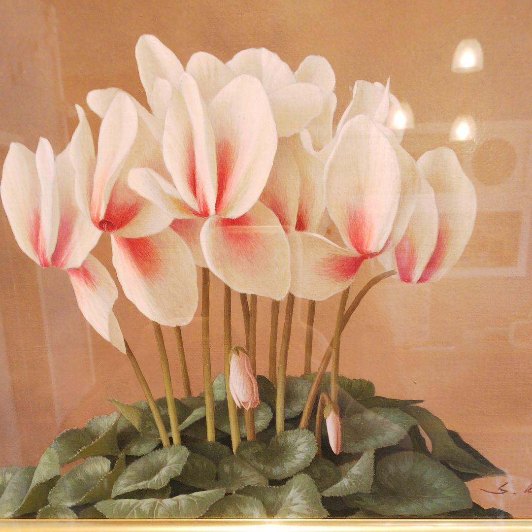 【最終お値下げ！！】近藤俊一 ☆ シクラメン