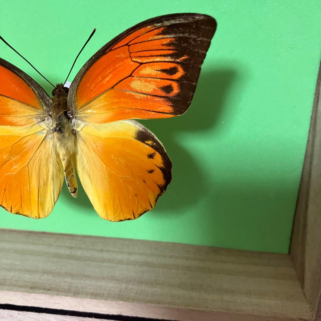 デタニツマベニチョウ