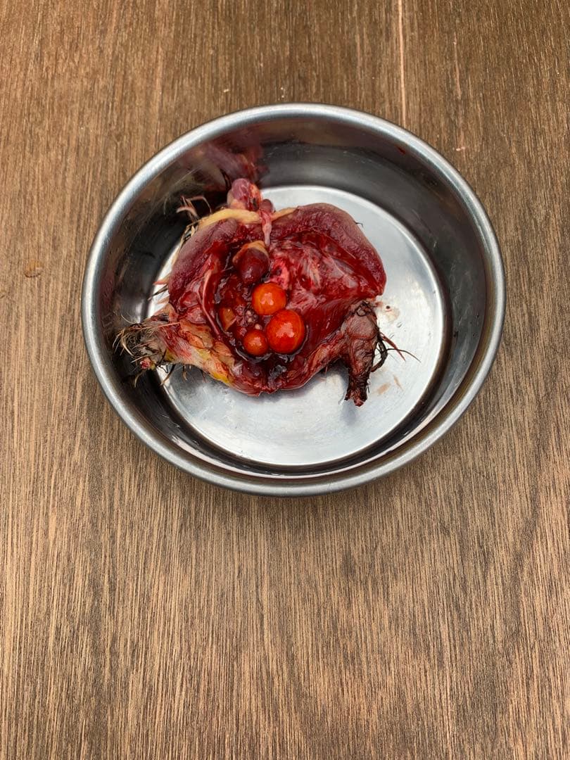 冷凍うずら（55羽）【送料込】