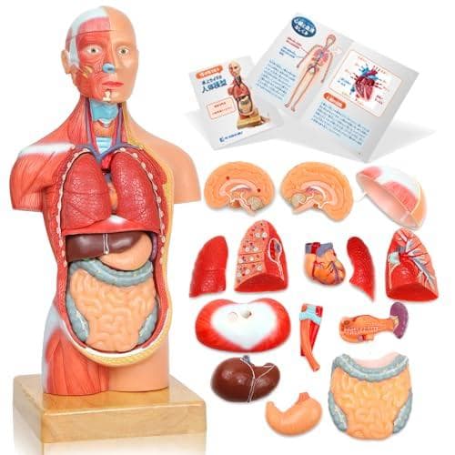 AKIYOMARU ソフトな質感で15分解できる卓上サイズの人体解剖模型 人体模