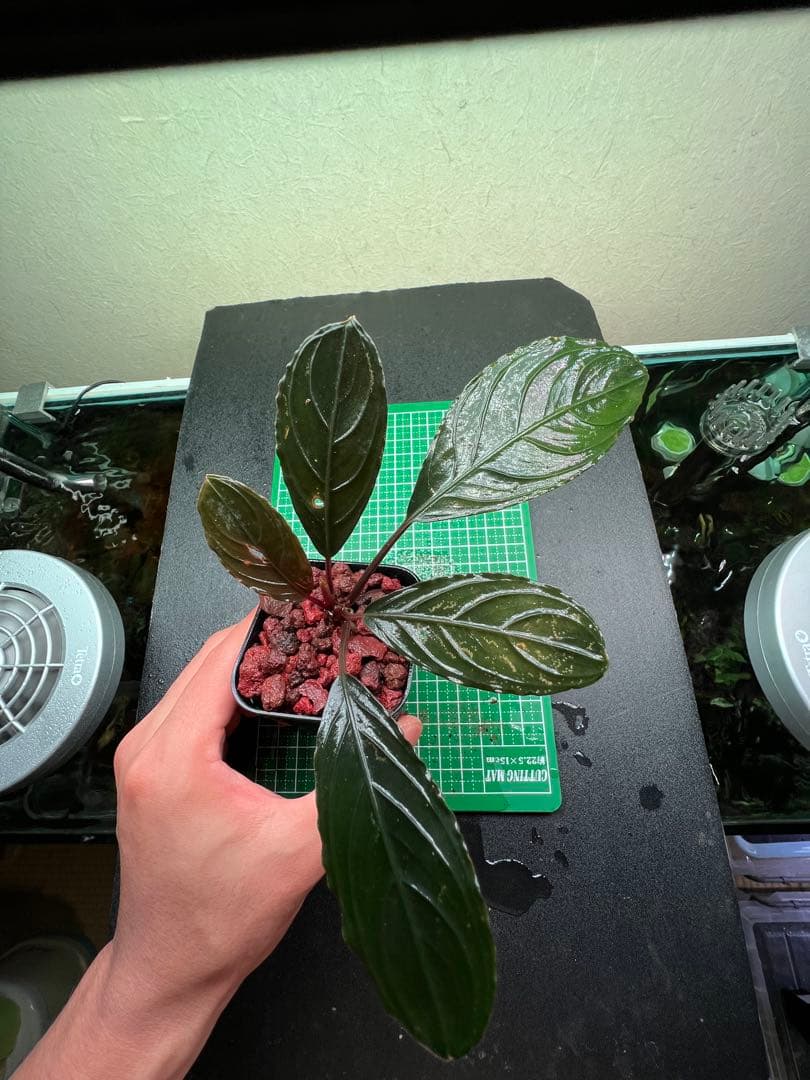 ブセファランドラ　スケルトンキング 22株