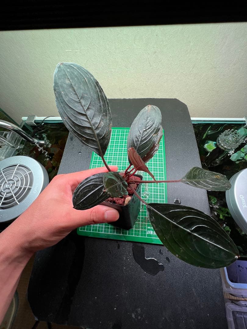 ブセファランドラ　スケルトンキング 22株