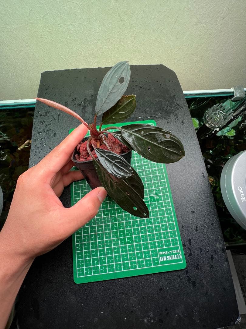 ブセファランドラ　スケルトンキング 22株