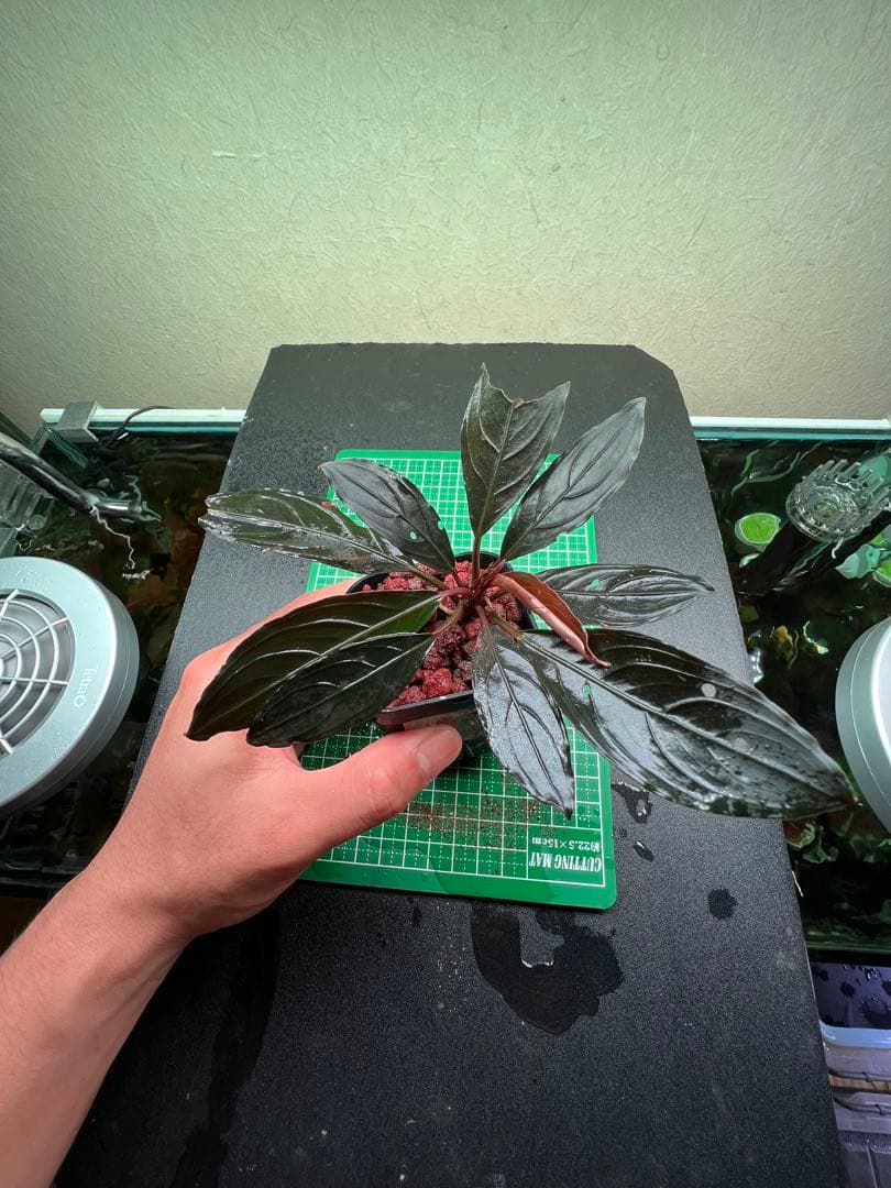 ブセファランドラ　スケルトンキング 22株