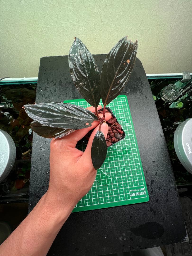 ブセファランドラ　スケルトンキング 22株