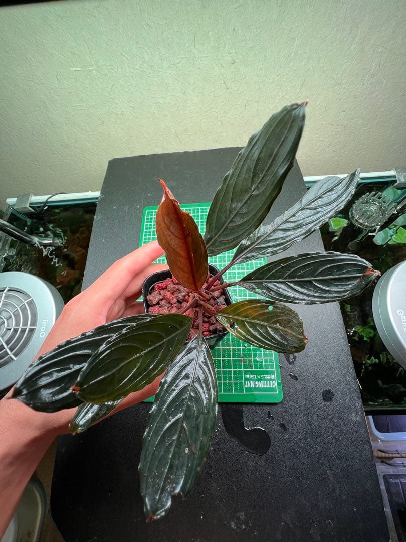 ブセファランドラ　スケルトンキング 22株