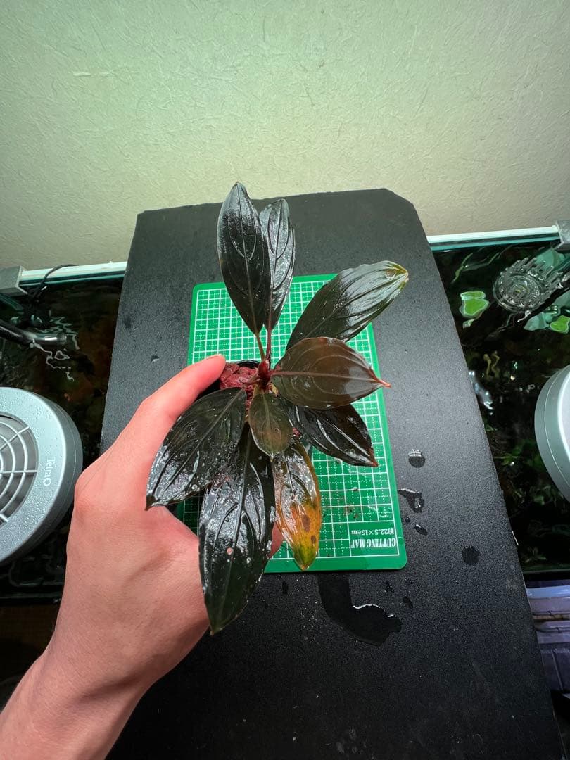 ブセファランドラ　スケルトンキング 22株