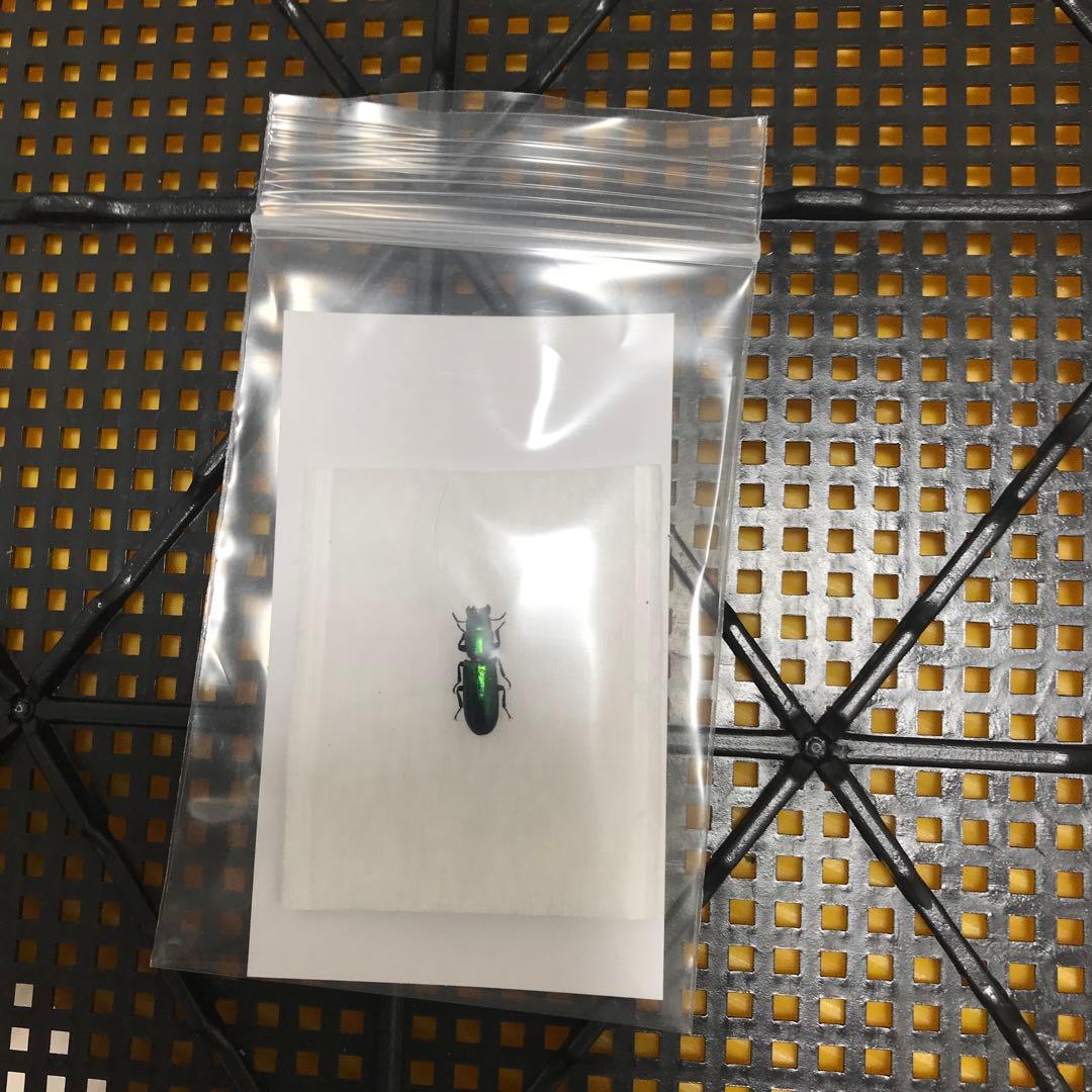 レア産地　北米産　グリーンメタリックなコクヌスト？