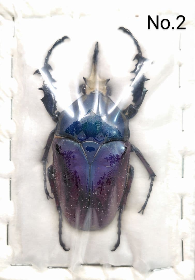 ウガンダオオツノハナムグリ 標本 7.5cm青 紫色・ザイール産