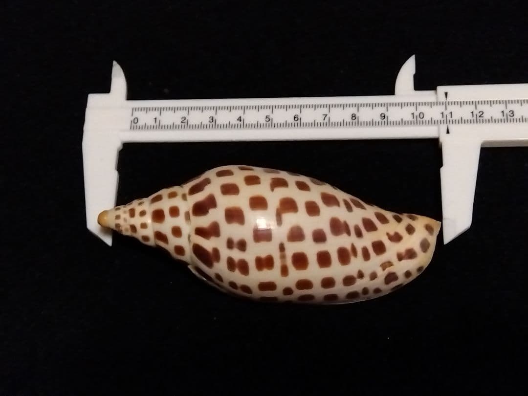 貝殻の標本　リュウグウボラ（ガクフボラ科）