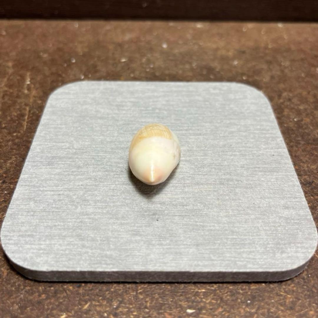 E*s様 激レア　美品　熊本県産　マボロシリュウグウボタル