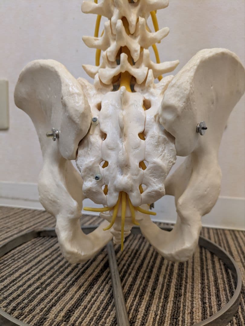 SOMSO(ソムソ)社製　脊柱模型 ドイツ製